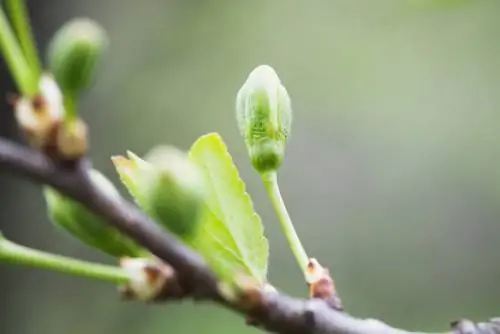 Menggunakan tunas pohon birch: kesehatan, vitalitas & kecantikan