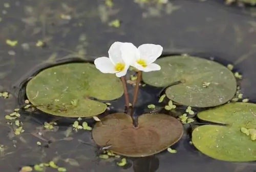 Pianta acquatica del morso di rana