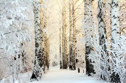 Abedul en invierno: así sobrevive a las heladas y a la nieve