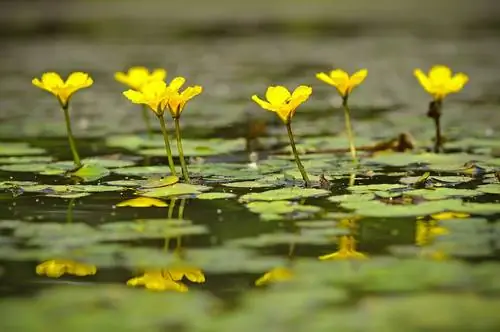 Mga katutubong aquatic na halaman: pinagsama ang kagandahan at tibay ng taglamig