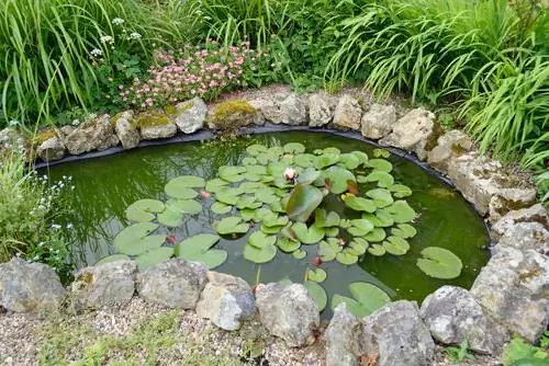 Drijvende waterplanten