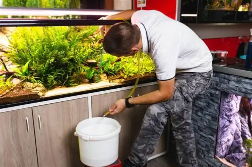 Waterplanten in het aquarium: tips voor optimale verzorging