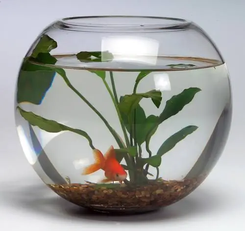 Mga halaman sa tubig sa isang baso: Ganito gumagana ang mini aquarium