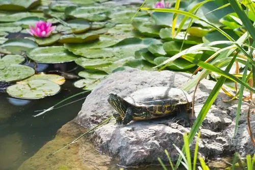 mimea ya majini-kwa-maji turtles