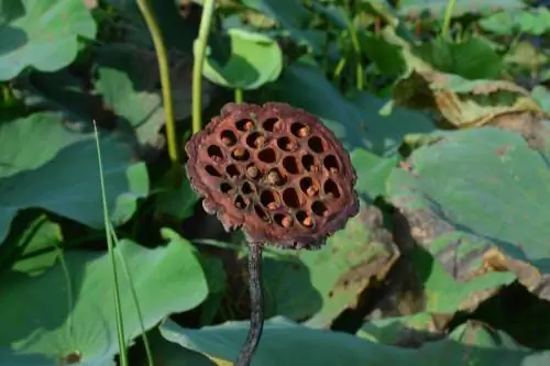 Vermeerder waterplante