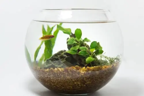 aquatic plant care in a jar