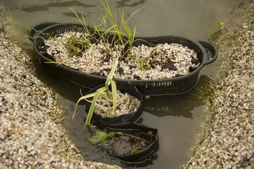 Waterplante geplant in mandjies: voordele en instruksies