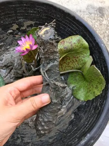 het kweken van waterplanten