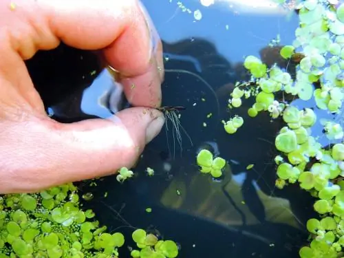 waterplanten vermeerderen