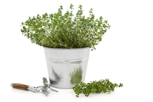 thyme መቁረጥ