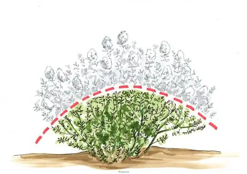 Thyme pruning