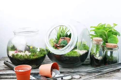 swamp plant terrarium