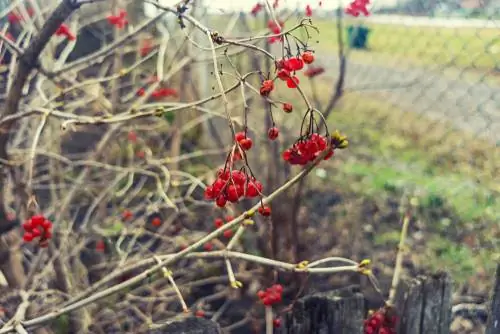 Txiav snowballs: thaum twg thiab yuav ua li cas kom raug