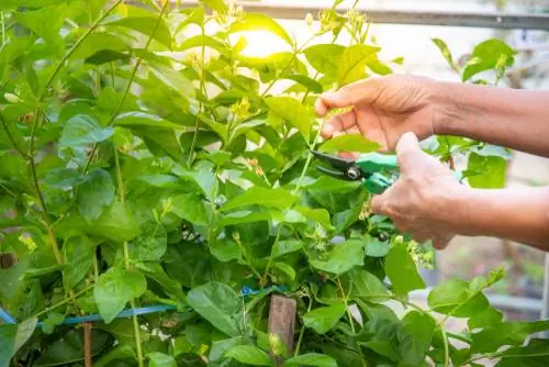 Skär jasmin: Hur man gör det korrekt och utan misstag