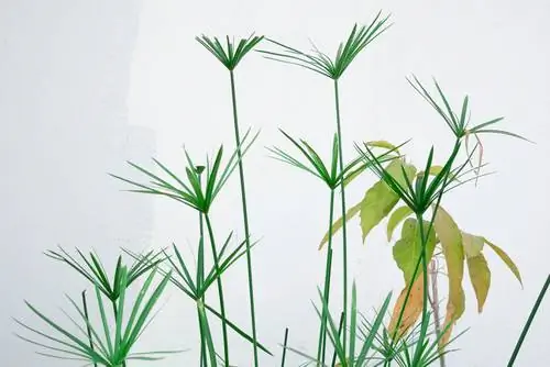 Swamp plants in the room: tips for keeping and caring for them