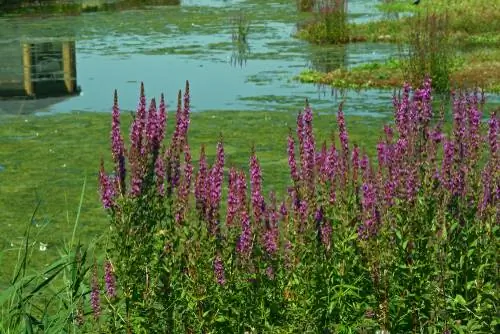 plantas de pantano resistentes