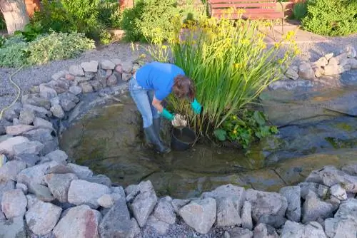 versorging van waterplante