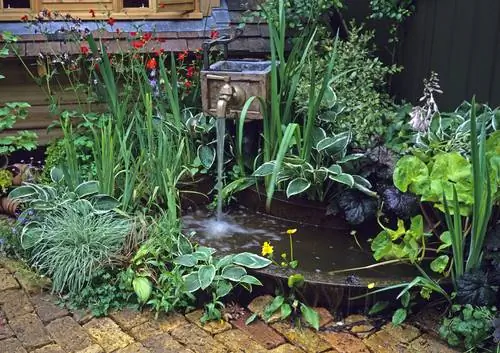 Plant a mini pond: Beautiful and hardy aquatic plants