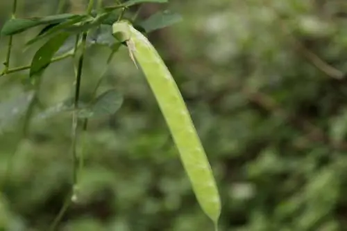 pubic flower-բազմապատկել