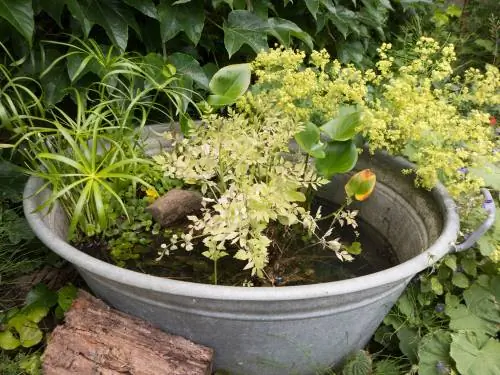 Mini pond in zinc tub: aquatic plant selection and care