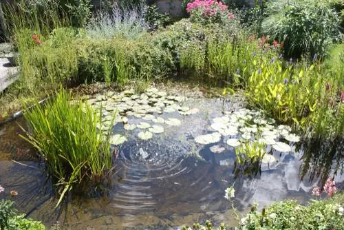 pond fountain