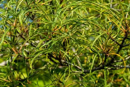 Is the columnar dead tree dangerous for children and pets?