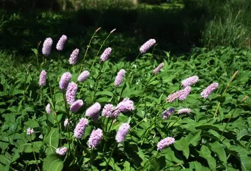 plante native de mlaștină