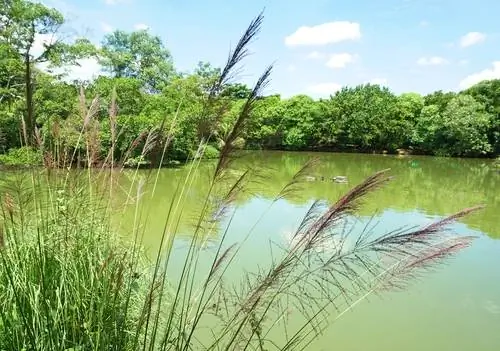 Discover representative species of marsh plants