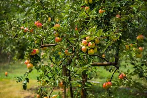 la migliore varietà di mele per l'orto domestico