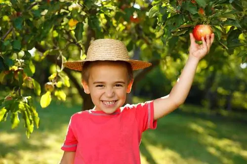 Alberi attraenti per ogni giardino domestico