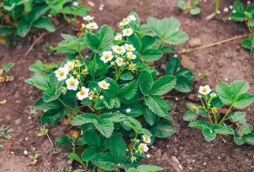 Varieti strawberi untuk taman rumah