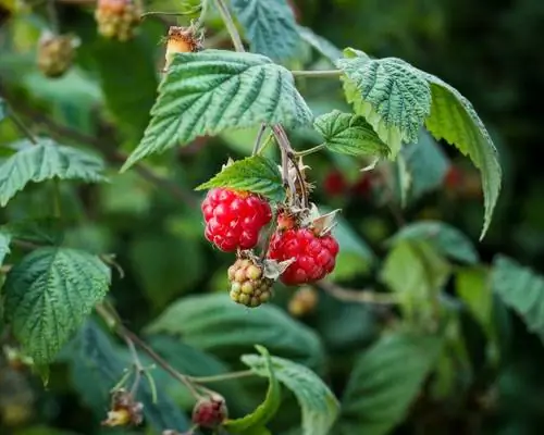 Aina za raspberry kwa bustani ya nyumbani