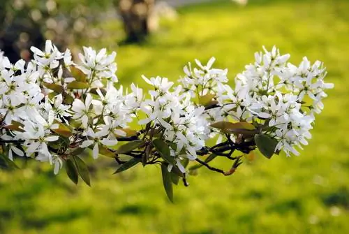 Quali arbusti di frutti selvatici sono adatti per il giardino di casa?