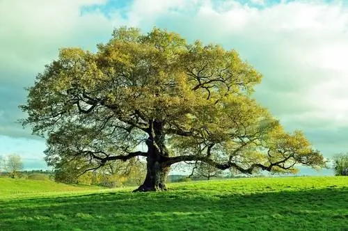 Daya tarikan pokok oak: Profil pokok yang besar