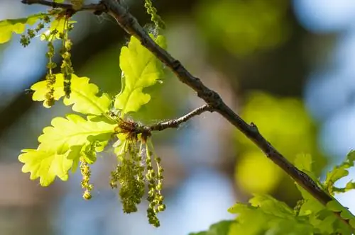 بلوط در شکوفه: تشخیص زمان شکوفه دادن و ویژگی های خاص