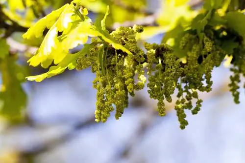 Oak flowering lub sij hawm: thaum twg nws pib thiab nws kav ntev npaum li cas?