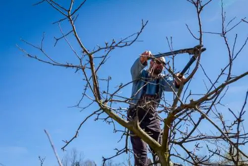 How do you prune a quince tree for better fruit?