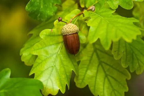 foglie di quercia