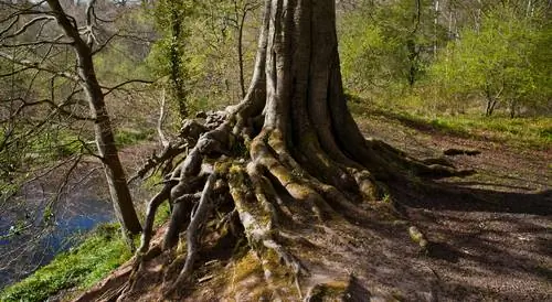 oak berakar umbi