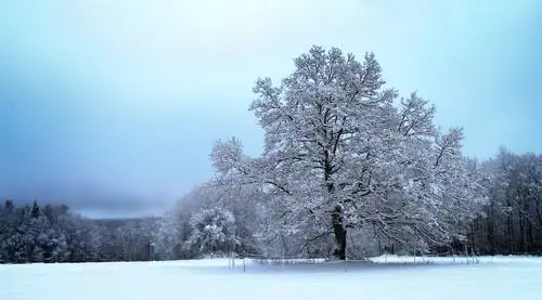 quercia invernale