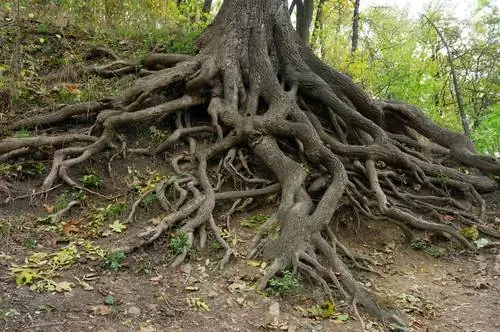 Plant eikebome: Gee aandag aan die gesonde penwortel