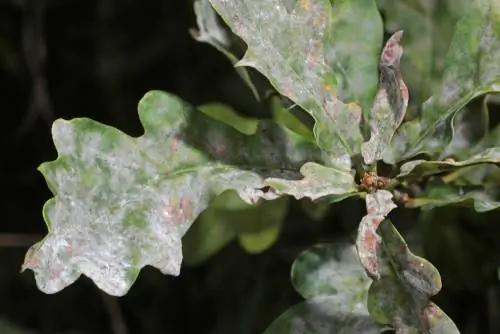 Mildew sa mga puno ng oak: Gaano kapanganib ang fungal disease na ito?