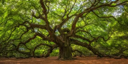 Talaga bang mabubuhay ang puno ng oak sa loob ng isang libong taon?