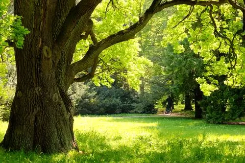 Oak trunk: Important facts and differences between species