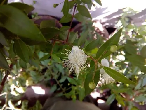 plantes de cardamome