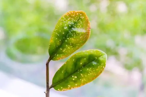 Mal altia de les taques de les fulles a l'arbre del cautxú: causes i remeis