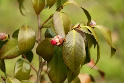 bintik daun camelia