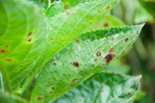 হাইড্রেনজায় পাতার দাগ: কারণ ও চিকিৎসা