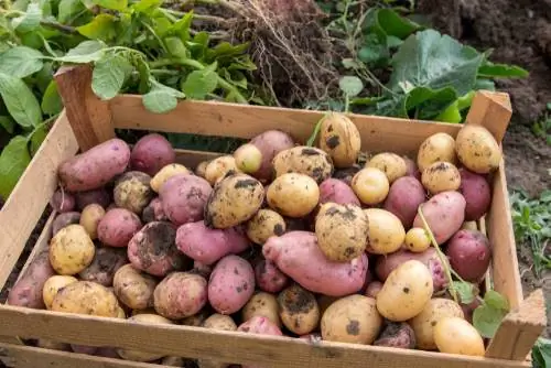 vroege aardappelen oogsten