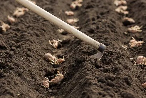 early potato plants